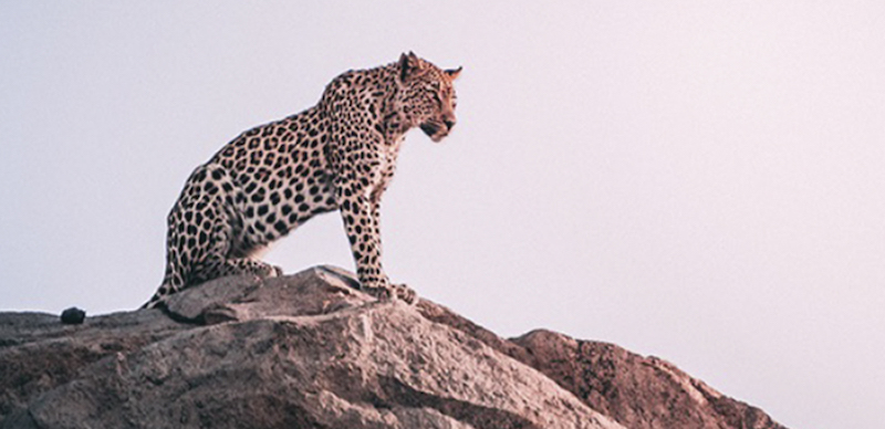 Wild Game: 4 Hunters of Zambia