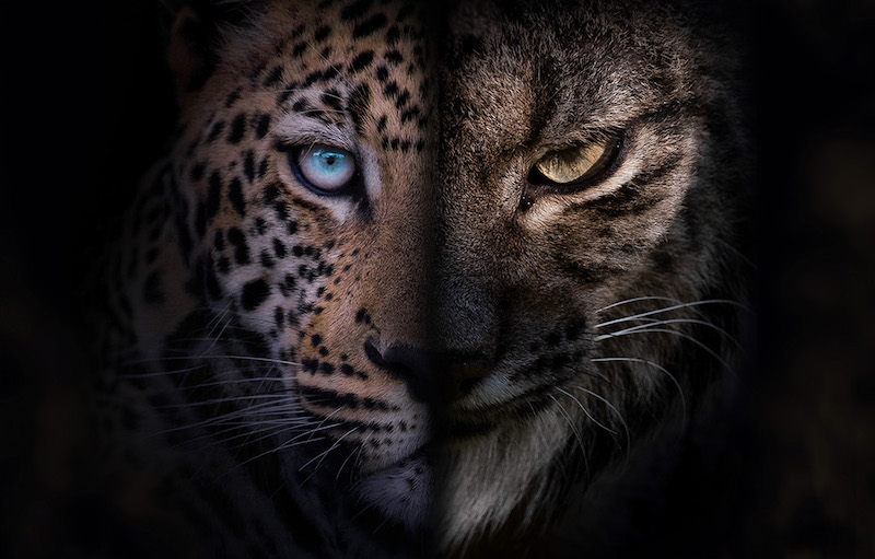 Iberia & Savannah: One Wildlife